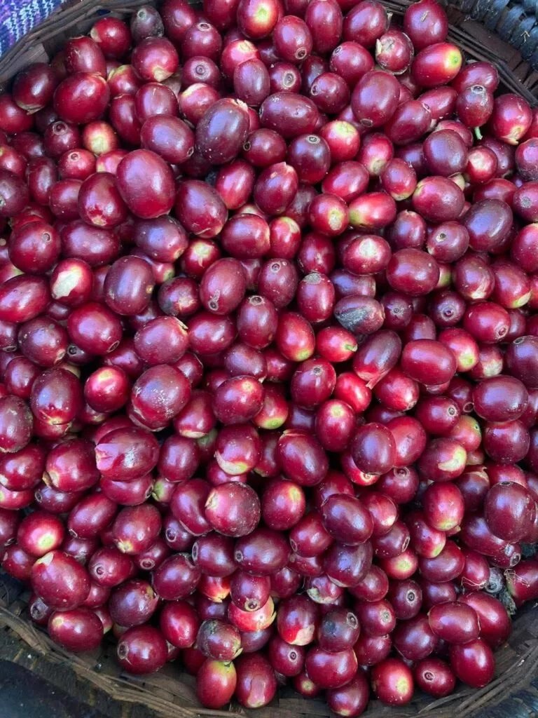 A basket of ripe red coffee cherries after picking