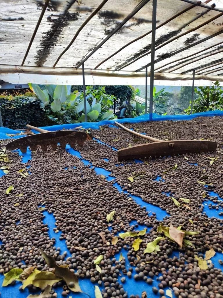 Coffee drying slowly on covered raised beds