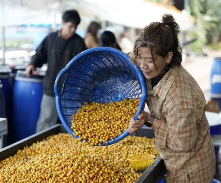 A grower pouring sorted yellow coffee cherries into a fermentation tank